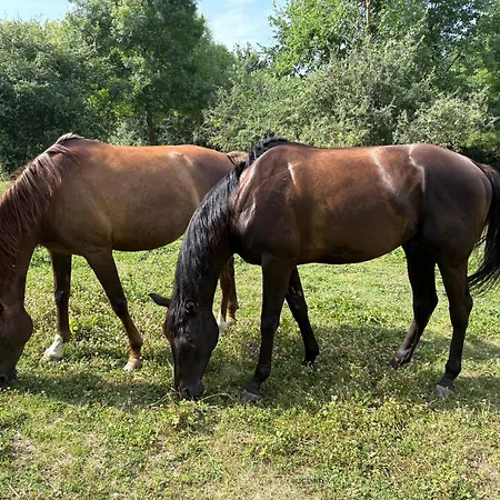 Frühstückspension Domaine Du Cheval D Argent 3*